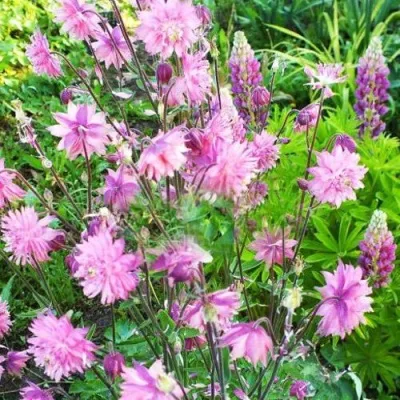 Аквилегия БАРЛОУ ПИНК гибрид МакКаны — описание сорта Аквилегия БАРЛОУ ПИНК гибрид МакКаны в Сургуте