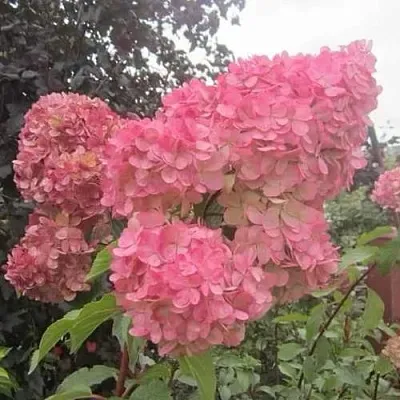 Гортензия АМАРИН метельчатая  Гортензия АМАРИН метельчатая в Сургуте