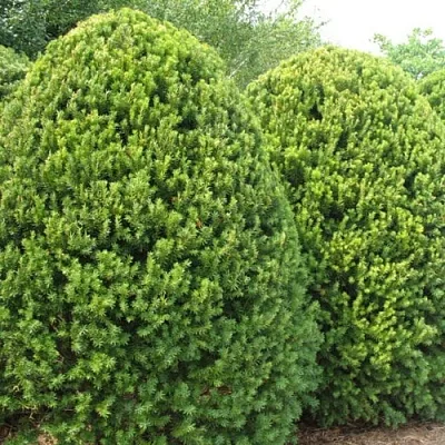 Тис в Сургуте