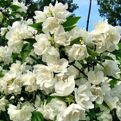 Жасмин ДЕНИСКИНЫ РАССКАЗЫ  Жасмин ДЕНИСКИНЫ РАССКАЗЫ в Сургуте