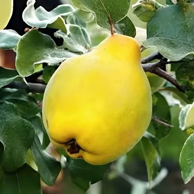 Айва МИР  Айва МИР в Сургуте