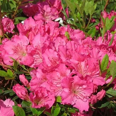 Азалия КИРСТИН японская  Азалия КИРСТИН японская в Сургуте