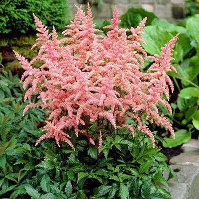 Астильба БРЕССИНГЕМ БЬЮТИ Арендса  Астильба БРЕССИНГЕМ БЬЮТИ Арендса в Сургуте