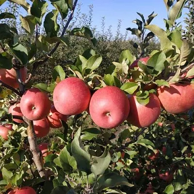Яблоня ЧЕМПИОН РЕНО в Сургуте