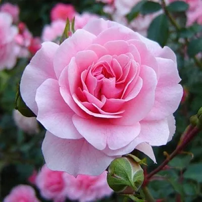 Саженцы роз БОНИКА флорибунда  Саженцы роз БОНИКА флорибунда в Сургуте