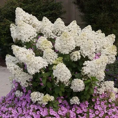 Гортензия БОБО метельчатая  Гортензия БОБО метельчатая в Сургуте