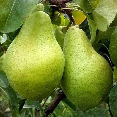 Груша НОЯБРЬСКАЯ ЗИМНЯЯ  Груша НОЯБРЬСКАЯ ЗИМНЯЯ в Сургуте