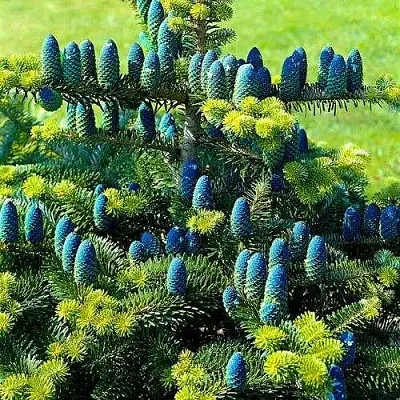 Пихта корейская  в Сургуте