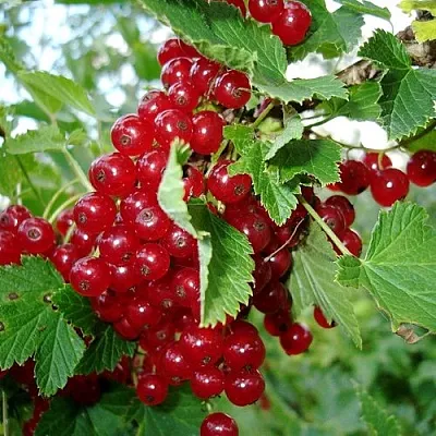 Смородина красная ГОЛЛАНДСКАЯ КРАСНАЯ в Сургуте