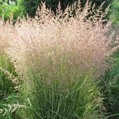 Вейник ОВЕРДАМ остроцветковый  Вейник ОВЕРДАМ остроцветковый в Сургуте