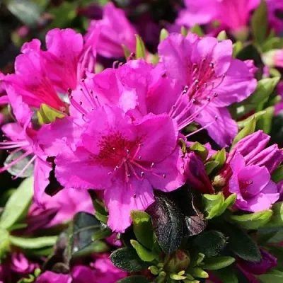 Азалия КЕНИГШТАЙН японская  Азалия КЕНИГШТАЙН японская в Сургуте