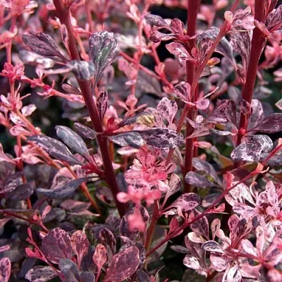 Барбарис АРЛЕКИН тунберга  Барбарис АРЛЕКИН тунберга в Сургуте