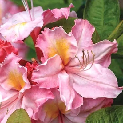 Азалия СЕССИЛЬ листопадная  Азалия СЕССИЛЬ листопадная в Сургуте