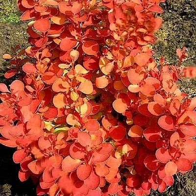 Барбарис ОРАНЖ ФАЙЕР тунберга  Барбарис ОРАНЖ ФАЙЕР тунберга в Сургуте