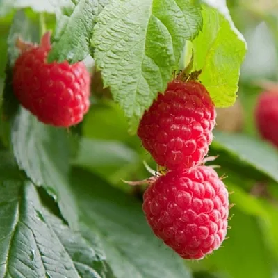 Малина МАРАВИЛЛА в Сургуте