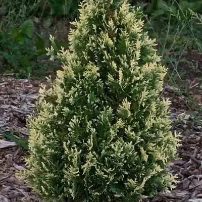 Туя БРАБАНТ ВАРИЕГАТТА западная в Сургуте