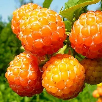 Жёлтая  Жёлтая в Сургуте