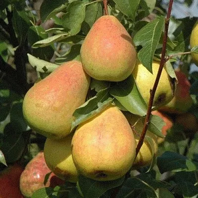 Груша СЕВЕРЯНКА в Сургуте