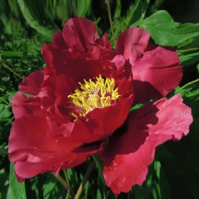 Пион КРАСНЫЙ ЛОТОС древовидный в Сургуте