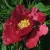 Пион КРАСНЫЙ ЛОТОС древовидный — описание сорта Пион КРАСНЫЙ ЛОТОС древовидный в Сургуте