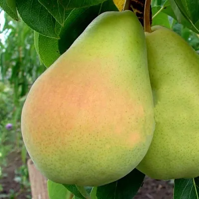 Груша ВИКТОРИЯ в Сургуте