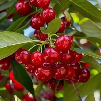 Вишня ГИРЛЯНДА  Вишня ГИРЛЯНДА в Сургуте