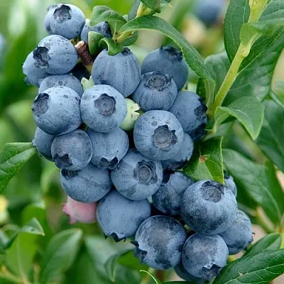 Голубика ХАРДИБЛЮ  Голубика ХАРДИБЛЮ в Сургуте