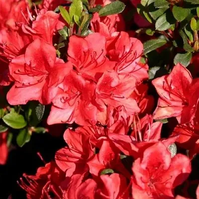 Азалия ФРИДОЛАЙН японская  Азалия ФРИДОЛАЙН японская в Сургуте