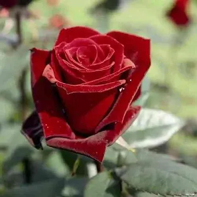 Саженцы роз ТАБУ чайно-гибридная в Сургуте