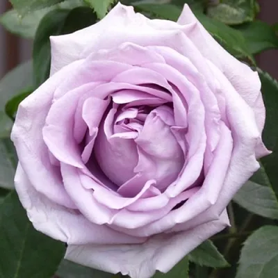 Саженцы роз ИНДИГОЛЕТТА плетистая  Саженцы роз ИНДИГОЛЕТТА плетистая в Сургуте