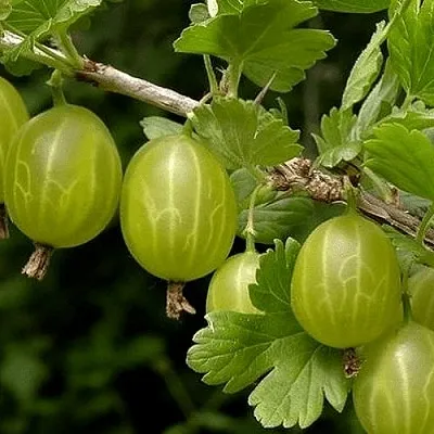 Крыжовник УРАЛЬСКИЙ БЕСШИПНЫЙ  Крыжовник УРАЛЬСКИЙ БЕСШИПНЫЙ в Сургуте