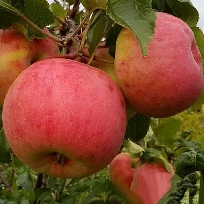 Яблоня БОЛОТОВСКОЕ в Сургуте