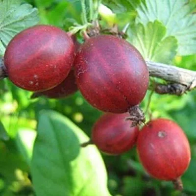 Крыжовник ЩЕДРЫЙ  Крыжовник ЩЕДРЫЙ в Сургуте