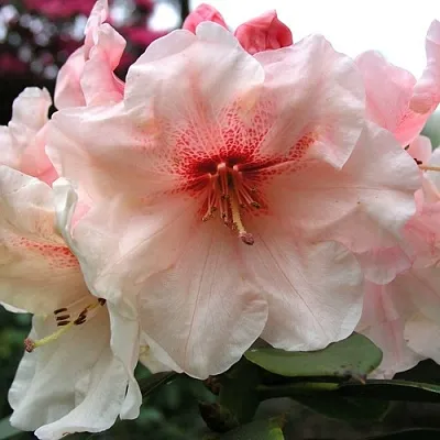 Рододендрон ХАНЯ	 в Сургуте