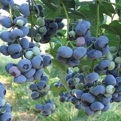 Голубика ЛИБЕРТИ  Голубика ЛИБЕРТИ в Сургуте