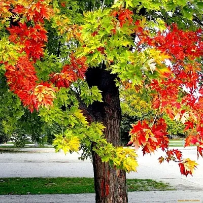 Клен в Сургуте