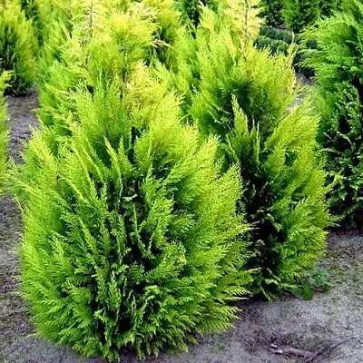 Кипарисовик ИВОНЕ лавсана  Кипарисовик ИВОНЕ лавсана в Сургуте