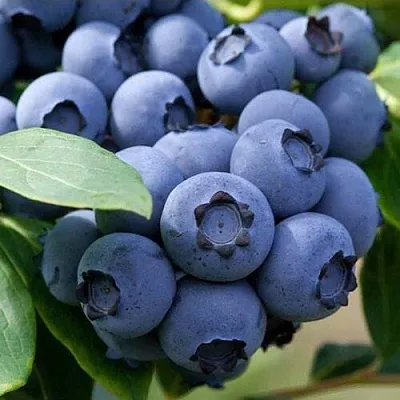 Голубика СПАРТАН  Голубика СПАРТАН в Сургуте