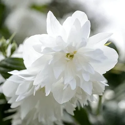 Жасмин МИНЕСОТА СНОУФЛЕЙК в Сургуте