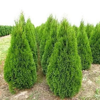 Туя СМАРАГД западная в Сургуте