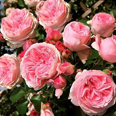 Саженцы роз ДЖАРДИНА плетистая  Саженцы роз ДЖАРДИНА плетистая в Сургуте