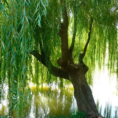 Ива в Сургуте