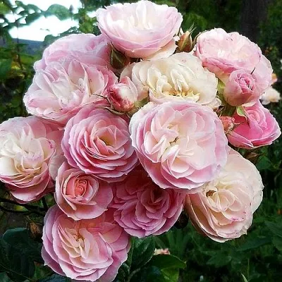 Саженцы роз БУКЕТ ПАРФЕ мускусная  Саженцы роз БУКЕТ ПАРФЕ мускусная в Сургуте