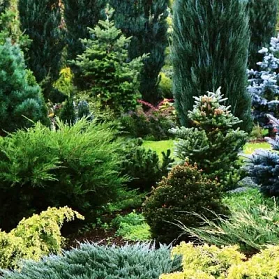 Хвойные растения в Сургуте