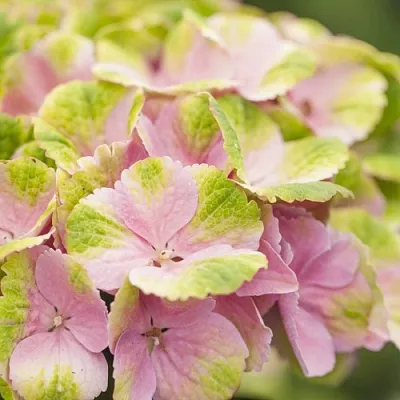 Гортензия МЭДЖИКАЛ КРИСТАЛЛ крупнолистная  Гортензия МЭДЖИКАЛ КРИСТАЛЛ крупнолистная в Сургуте