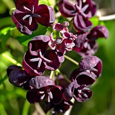 Акебия ПЯТЁРНАЯ   Акебия ПЯТЁРНАЯ  в Сургуте