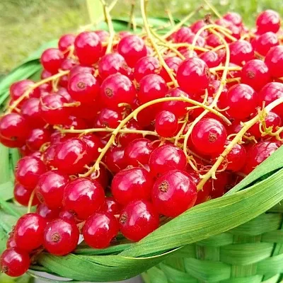 Красная в Сургуте