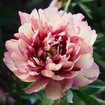 саженцы пиона саженцы пиона