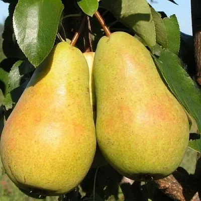 Груша ЧИЖОВСКАЯ  Груша ЧИЖОВСКАЯ в Сургуте