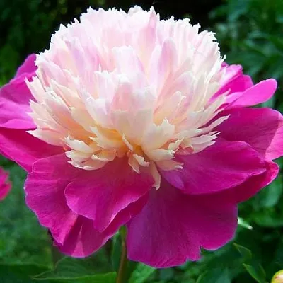 Пион ГЕЙ ПАРИ травянистый  Пион ГЕЙ ПАРИ травянистый в Сургуте